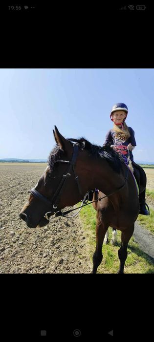 Grzeczny, bomboodporny wałach w prywatne ręce/ zamienię
