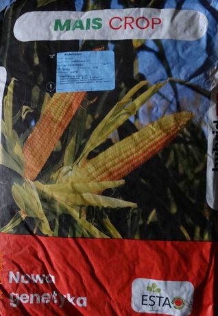 Kukurydza TONACJA FAO220-230 flint kwalifikowana do siewu