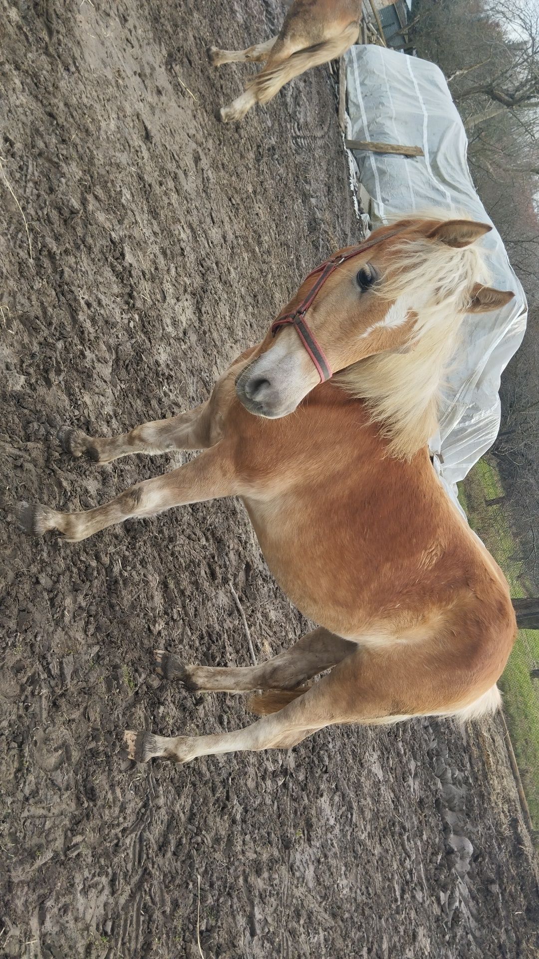 Haflinger klaczka