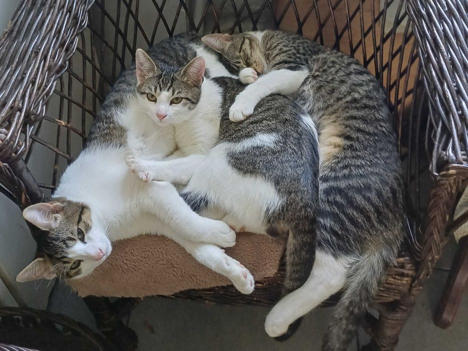 Kocurki Romeo Julian i Kastorek - dzieci mamy porzuconej na ulicy