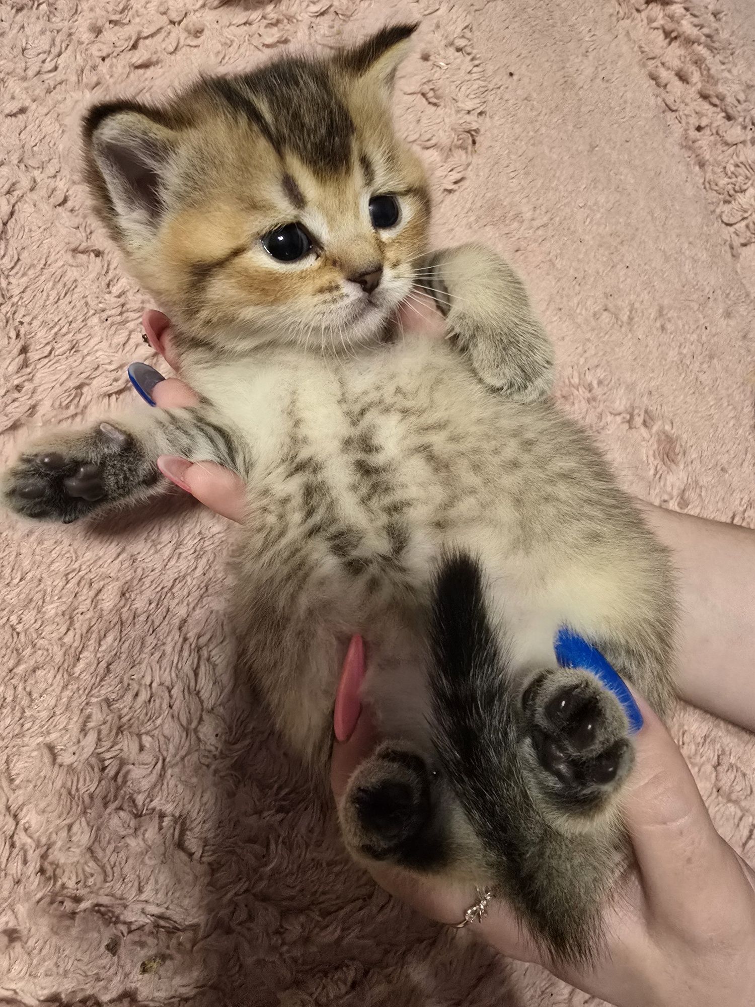 Шотландские котята вислухие и прямоухие