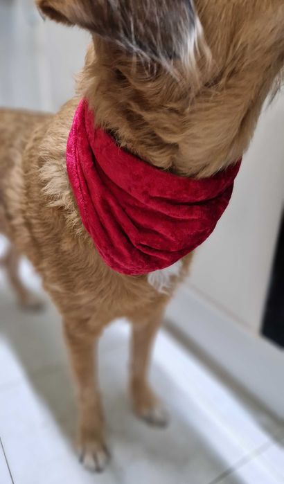 Bandana Natalícia para cão