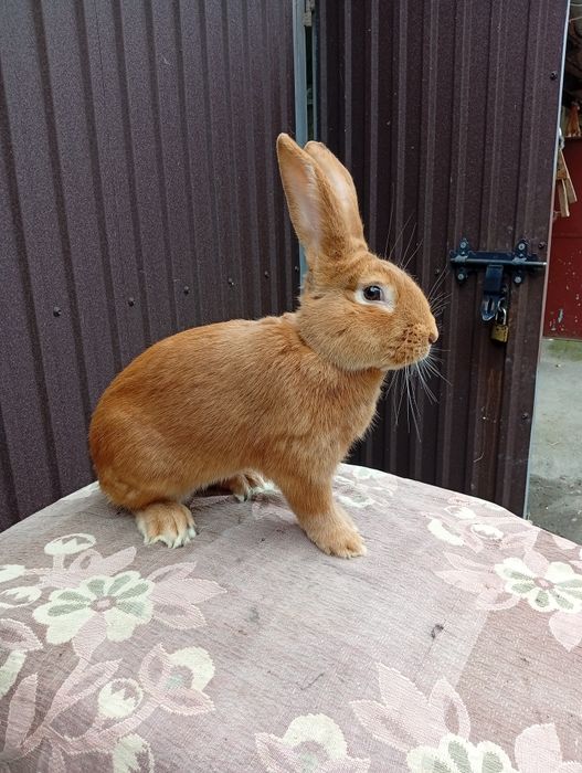 Кролики Бургундія Тернопіль