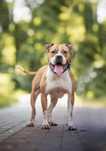 Pokochaj wspaniałą Ginger! pitbull szuka domu!