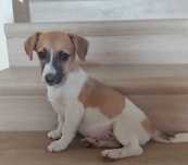 Jack Russel Terrier suczka 3x zaszczepiona zachipowana