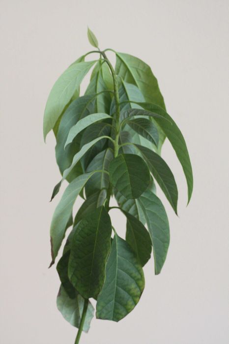 Drzewko awokado 2,5-letnie 60 cm.