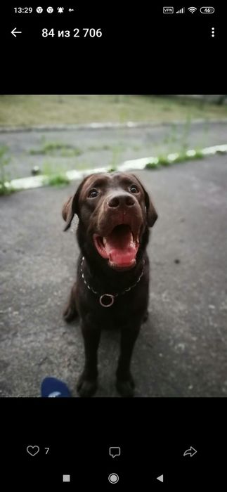 Вязка лабродора