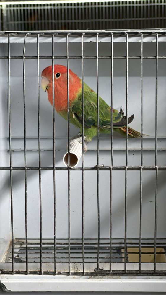 Casal agapornis portador de lutino