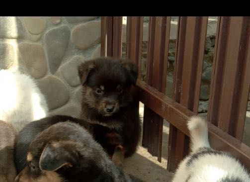 Віддам цуциків безкоштовно