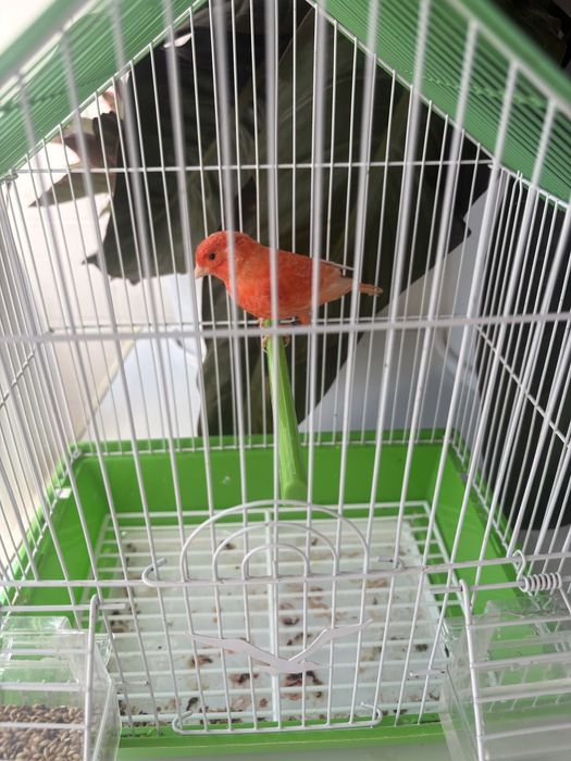 Canario vermelho nevado
