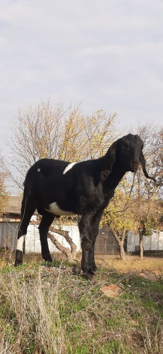 Англо - нубiйский козлик 100%.