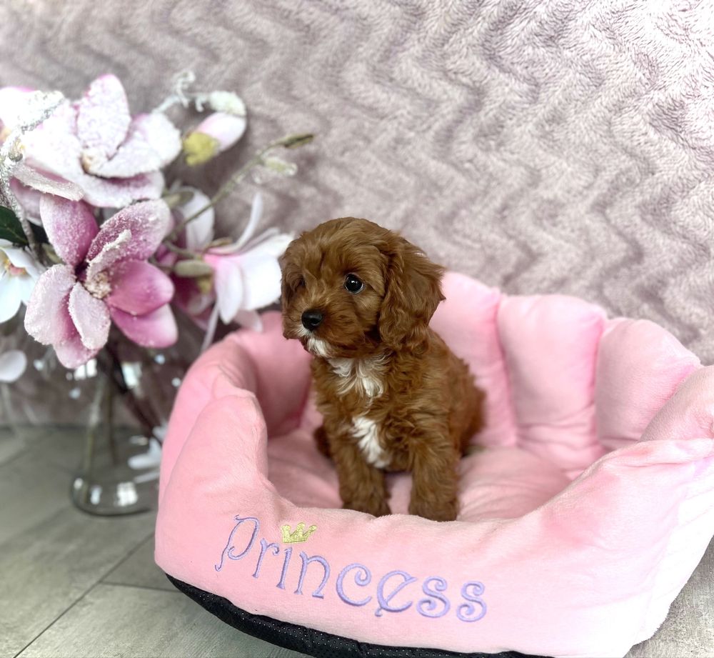 Cavapoo -cavalier & pudel - suczka gotowa do odbioru