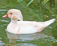 Patos carolino branco