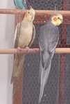 Casal de caturras e gaiola