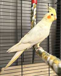 Papuga nimfa - pięciomiesięczny kawaler do wzięcia