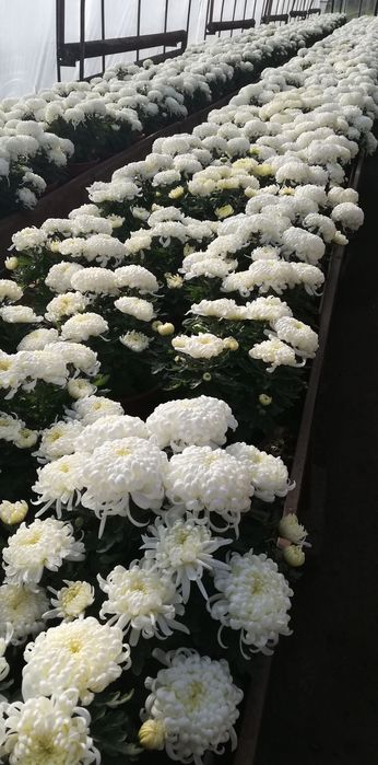 Sprzedam do hurtu chryzantemy doniczkowe wielkokwiatowe