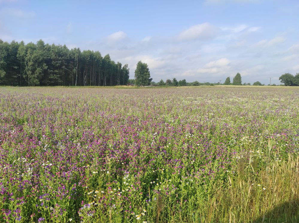 Żmijowiec Grecki/Babkowaty/Faceliya/Gryka