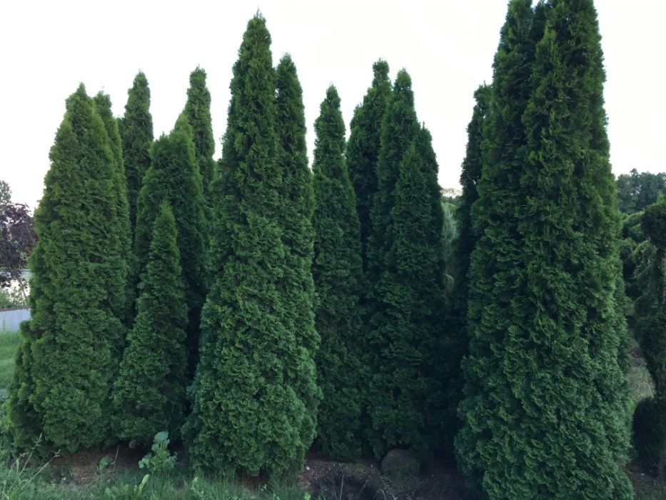 Thuja Szmaragd  200-250CM na żywopłot.