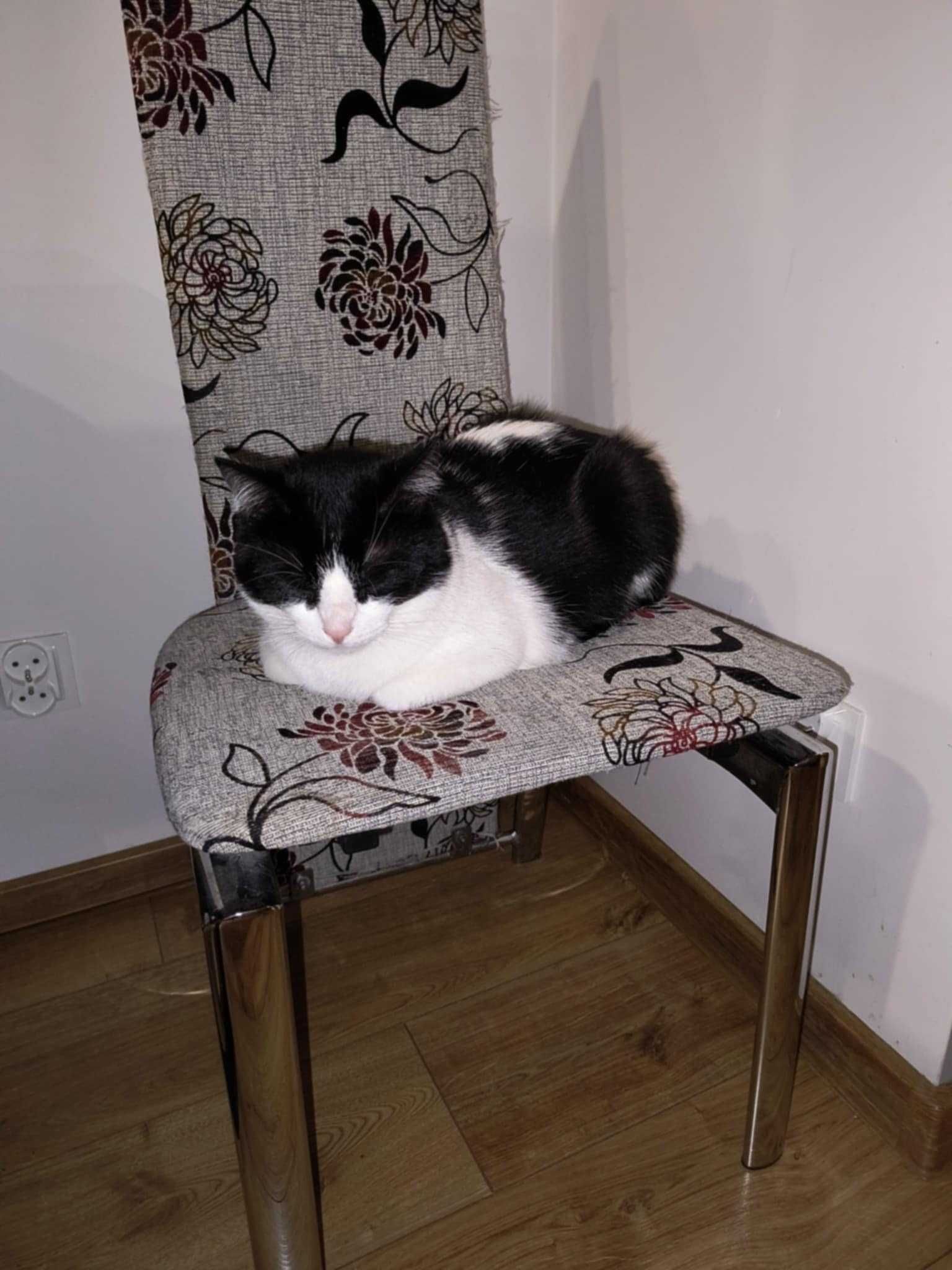 Gizmuś  śliczny kot do adopcji