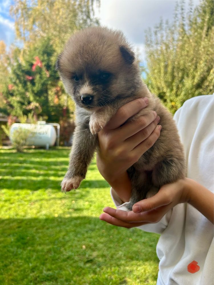 Akita Inu Japońska szczeniak ZKwP/FCI rodowód