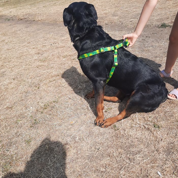 Шлея для собак від WAUDOG в наявності