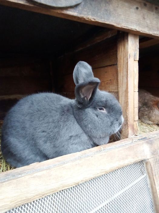 Кролі на маточне поголів'я