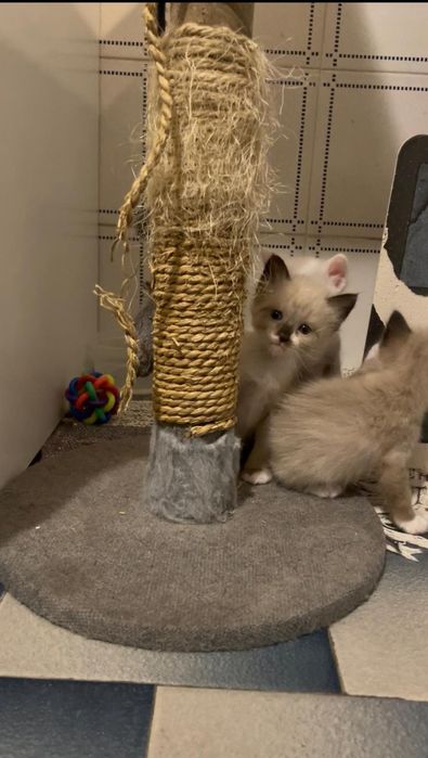 Gatinhos para adoção responsável