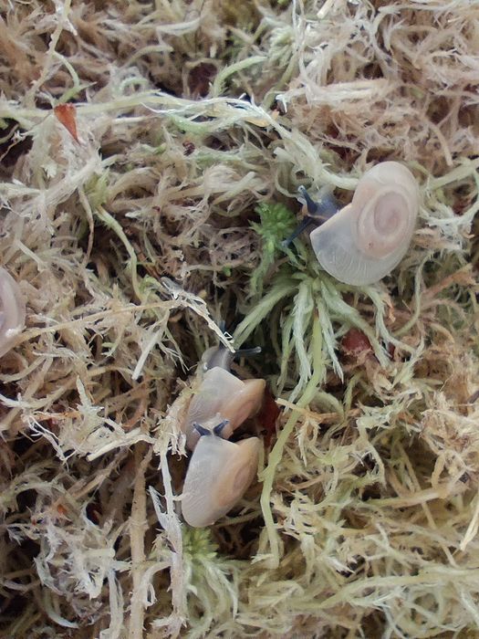 Улитки караколусы альбино шелл