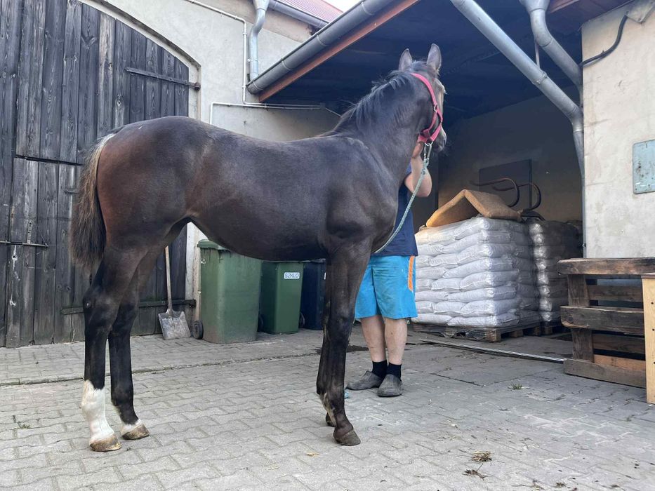 Źrebica śląska Lissa