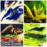 Krewetki Neocaridina mix 4 kolorów-20 sztuk!!