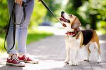 dog walk lisboaa