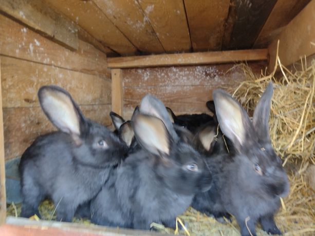 BOC Belgijski olbrzym  czarny młode króliki