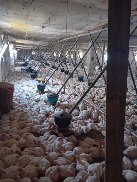 Kury brojlery ros 308