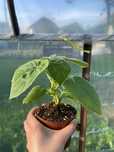 Sadzonki drzewa tlenowego Paulownia omszona