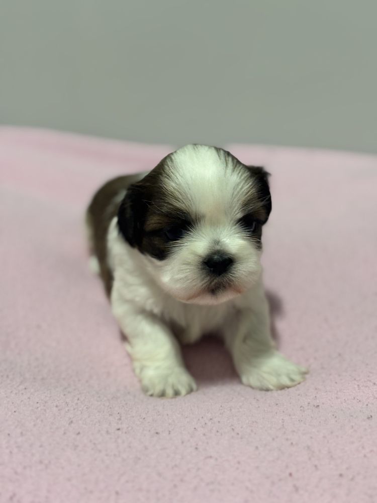 Szczeniak Shih Tzu- BAMBI do rezerwacji