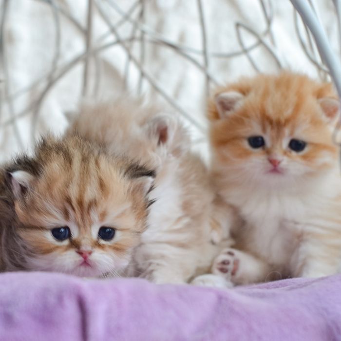 Елітні кошенята. Київ