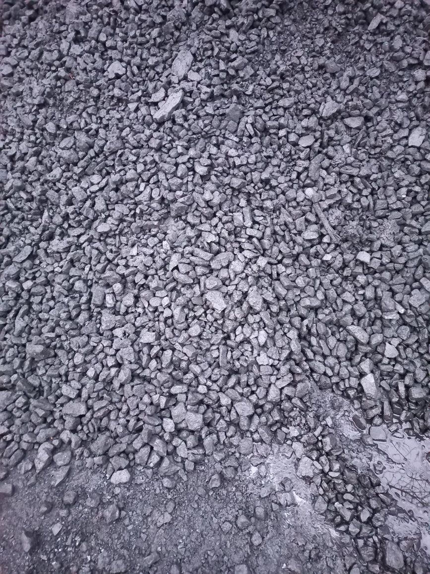 Ekogroszek pieklorz   karlik