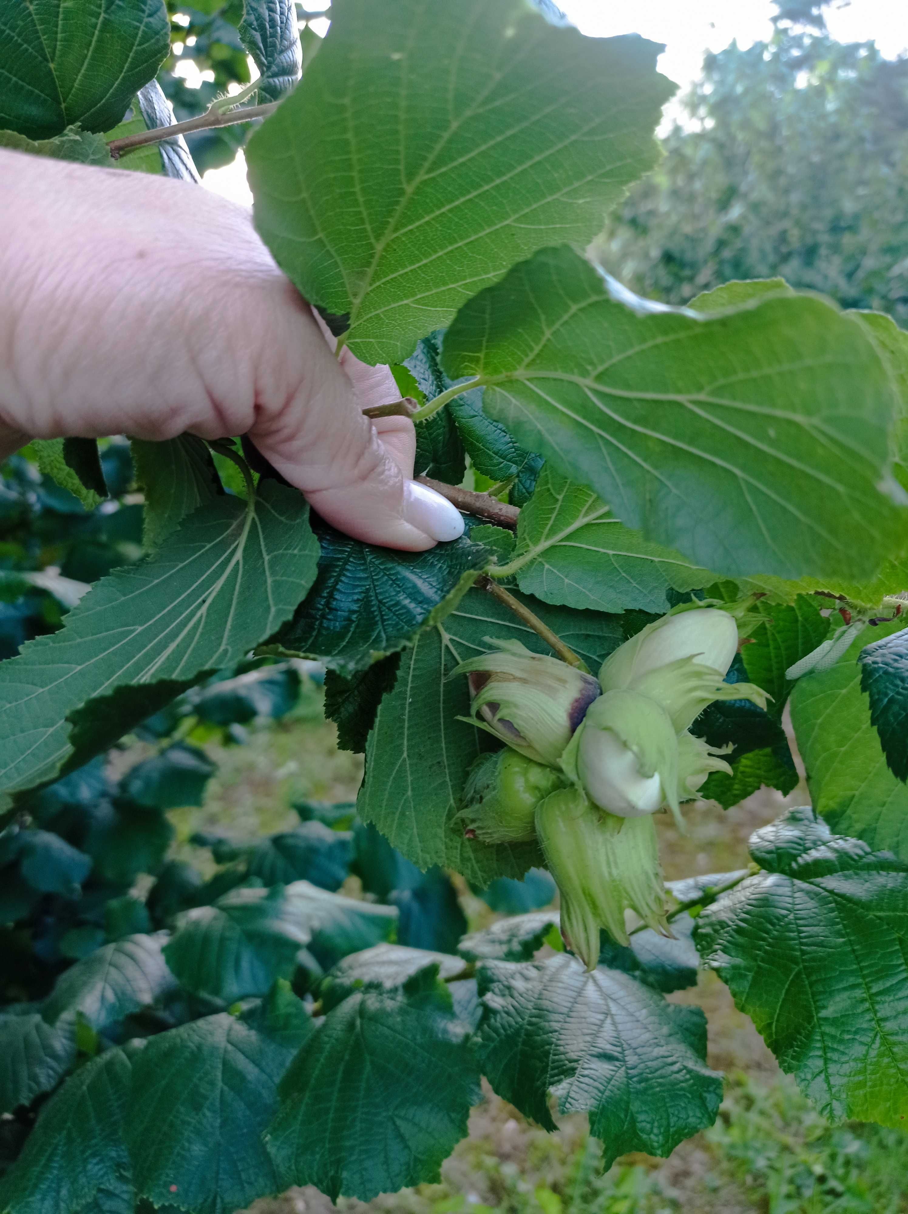 Orzechy laskowe 3 kg w zielonej otulinie