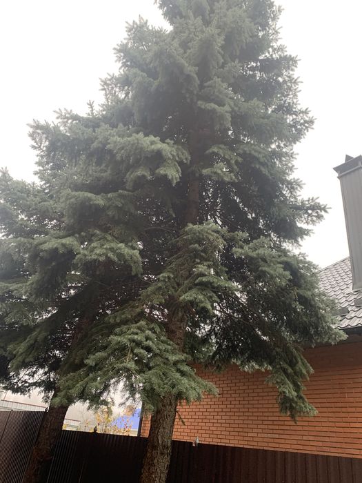 Ветки зелёной и голубой ёлки