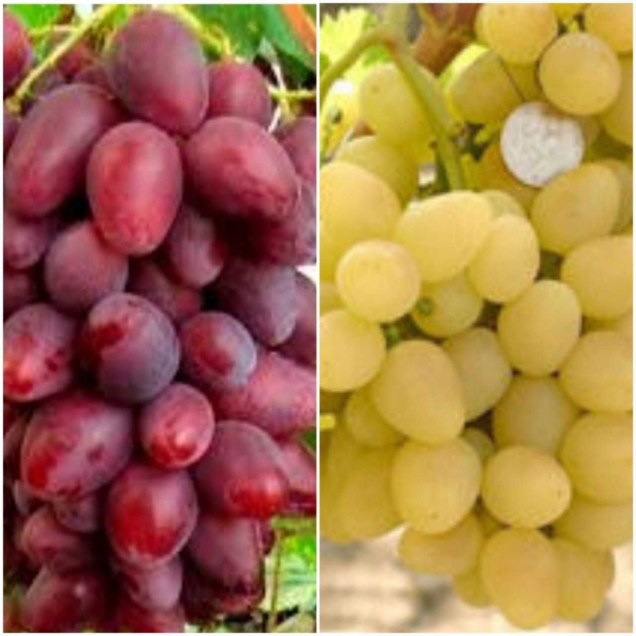 Дворічні саджанці винограду двосортові . Виноград саженцы двухлетки.