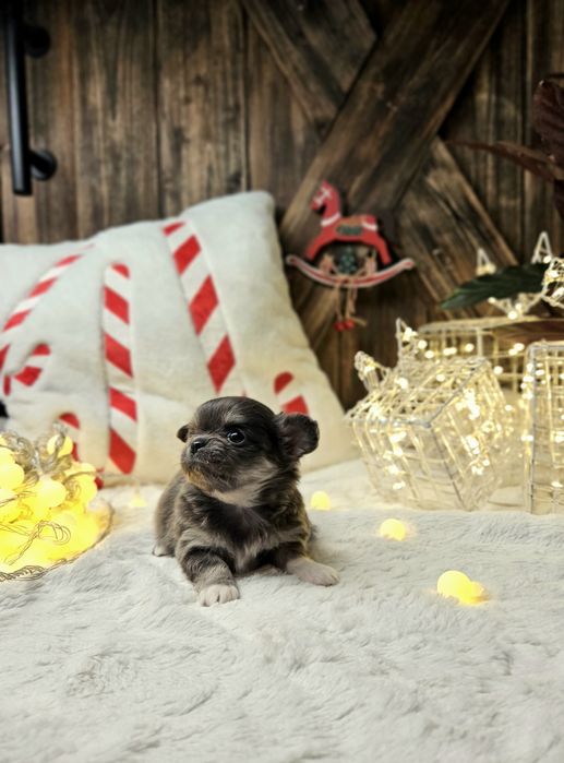 Chihuahua śliczna niebieska suczka