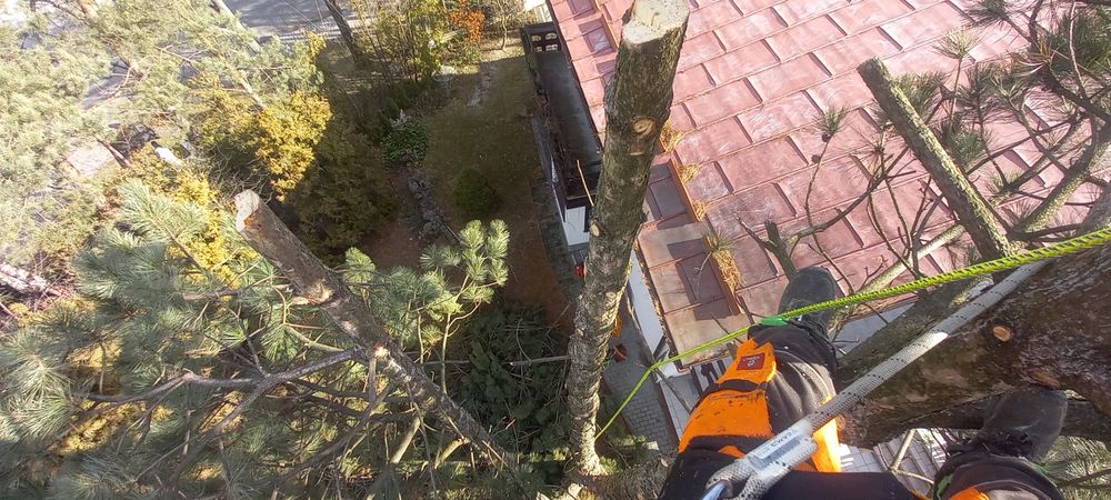 Wycinka alpinistyczna drzew, malowanie dachów, mycie kostki brukowej