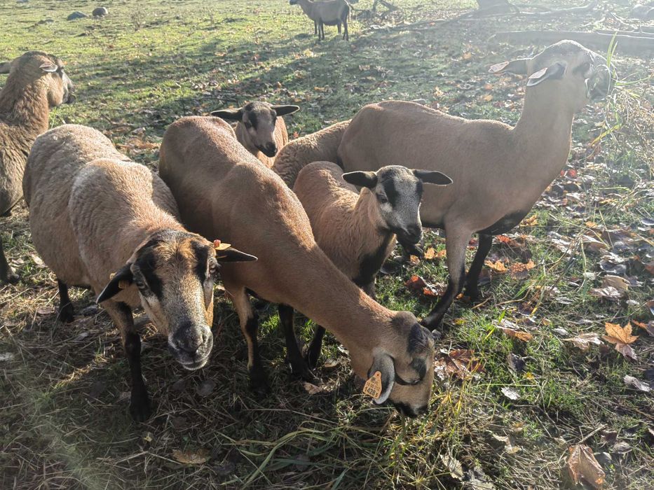 Owieczki, baranki, tryczki barbados