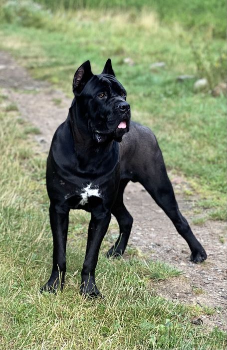 Розкішний  кобель Кане корсо для вʼязки