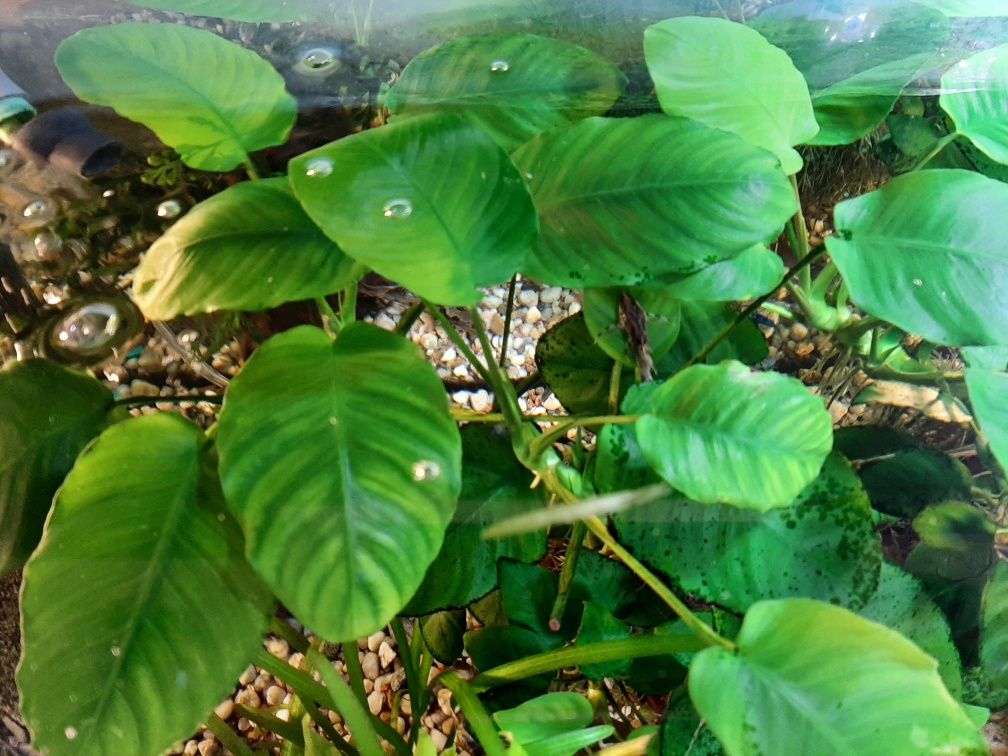 Anubias roślina do akwarium