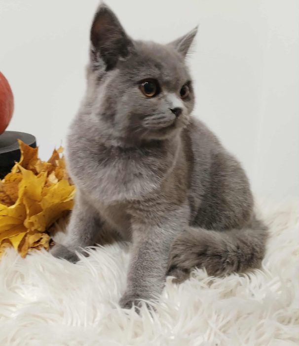 Kocięta Brytyjskie z rodowodem