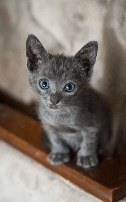 Отдам даром в добрые руки котят