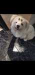 Bichon maltês pêlo liso macho