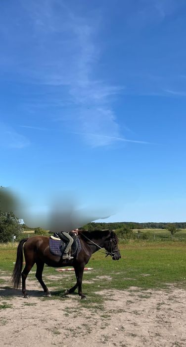 Kara klacz huculska 4,5 roku hodowla, dla dziecka