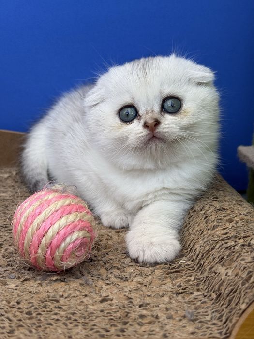 Menina scottish fold